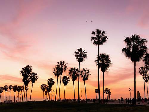 arecaceae silhouette photo of coconut trees under pink and orange sky flora